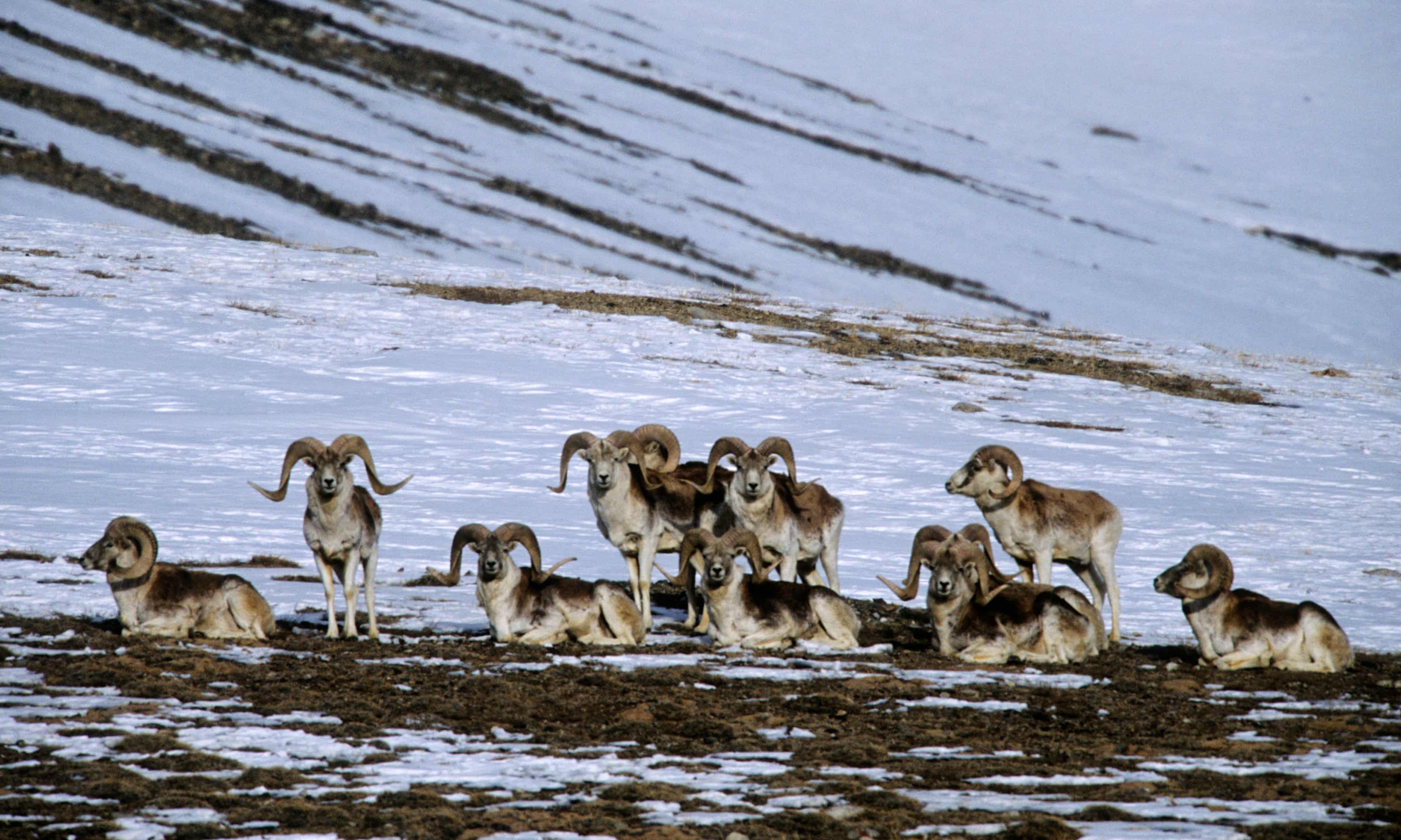 Science gone too far! US man, 81, sentenced to six months for creating giant hybrid sheep for hunting (theguardian.com)