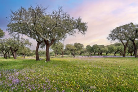 Old cork oak trees in a blooming meadow in the Serra de São Mamede.