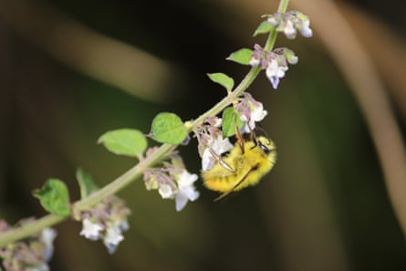 An almost entirely yellow bee investigates a flower.