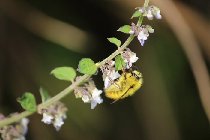 Pollinators in peril: scientists reveal the hidden human health costs of the world's disappearing bees | Bees | The Guardian