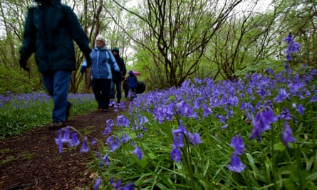 The Dawn chorus (in the rain), at Norfolk Wildlife Trust’s Foxley Wood reserve, Norfolk