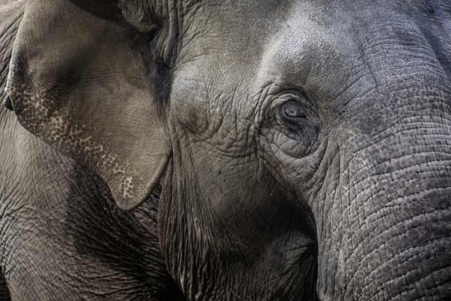 Asian elephants at Whipsnade.