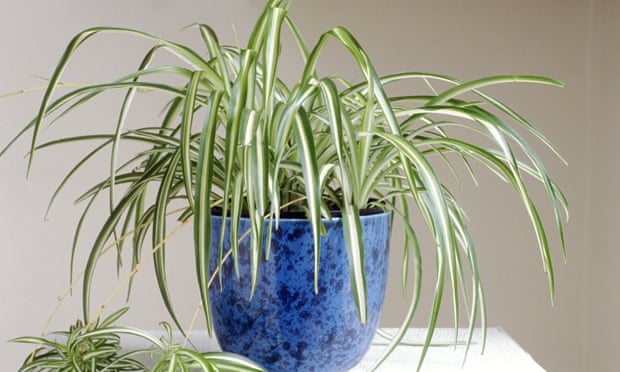Spider Plant (Chlorophytum) in a blue pot
