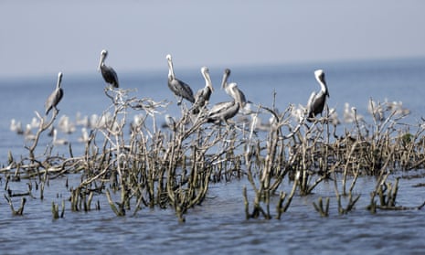 Brown pelicans on dead mangroves on Cat Island, a former nesting ground that has mostly eroded, Plaquemines Parish, Louisiana.