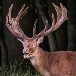 A red deer stag (cervus elaphus) shows off his impressive, almost fully grown antlers, as he munches on grass in the vast woodland at a nature reserve near Dulmen, Germany.