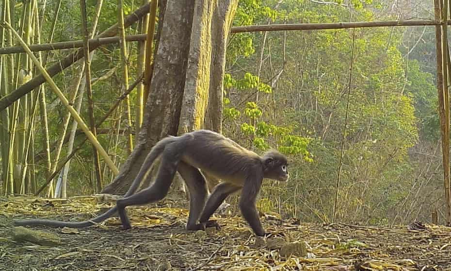 Ghostly monkey and 224 new species identified by World Wildlife Fund