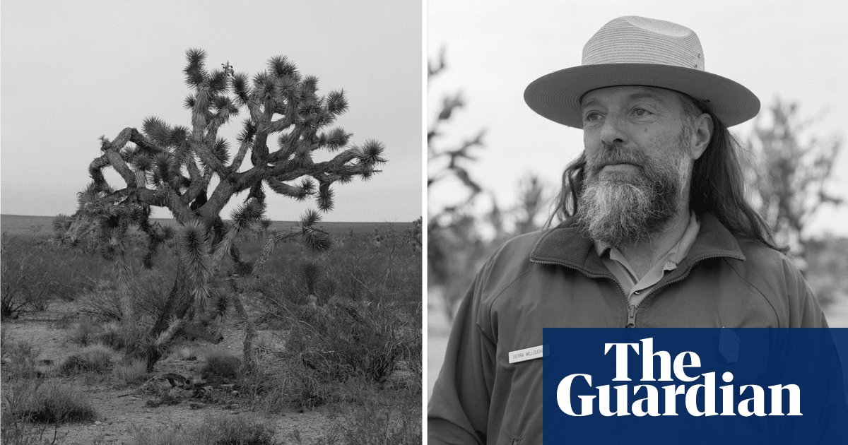 ‘Like witnessing a birth in a morgue’: the volunteers working to save the Joshua trees