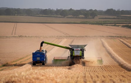 A combine harvester cuts corn in a field near Ashford in Kent.