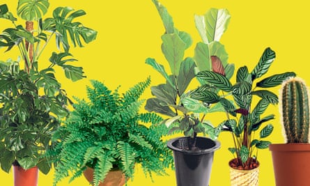 Left to right: swiss cheese, Boston fern, fiddle leaf fig, prayer plant and cactus.