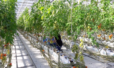 Tomatoes growing in Japan’s Wonder Farm as part of Iwaki City’s reconstruction efforts after the 2011 earthquake and tsunami.