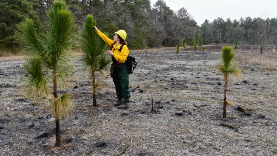 At Plum Creek Preserve in Maryland, teams have introduced longleaf pine.