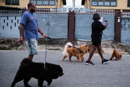 An African man and woman walking three dogs – two chows and a small labradoodle type – in the street