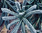 How to protect your garden from an early frost