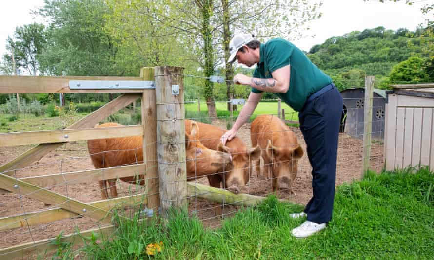 Gillyflower Golf Manager Joe Micklethwaite strokes the pigs on the renovated golf course.