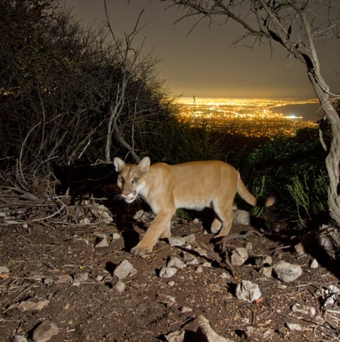 Can mountain lions make a comeback in the US north-east? One group hopes so Can mountain lions make a comeback in the US north-east? One group hopes so