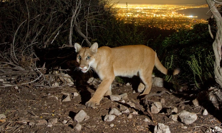 Fleeing mountain lions and scorched earth: can wildlife survive California’s wildfires? Fleeing mountain lions and scorched earth: can wildlife survive California’s wildfires?