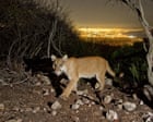 Can mountain lions make a comeback in the US north-east? One group hopes so