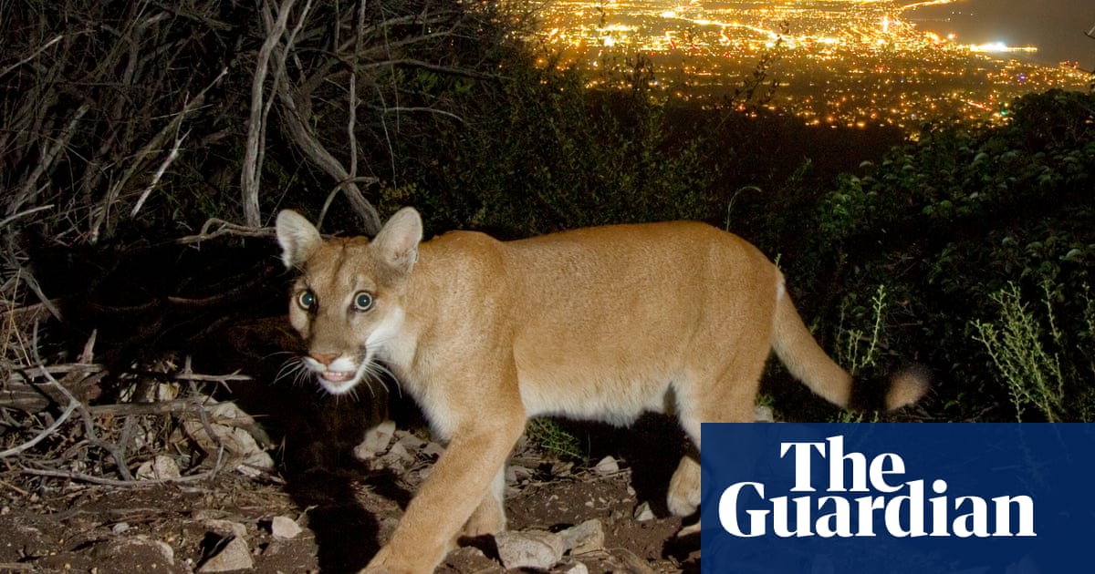 Fleeing mountain lions and scorched earth: can wildlife survive California’s wildfires? | California wildfires Fleeing mountain lions and scorched earth: can wildlife survive California’s wildfires? | California wildfires