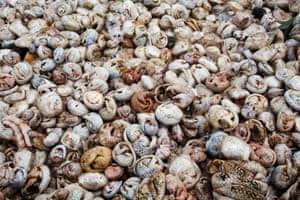 Thousands of frozen pangolins lie in a pit before being burnt in Indonesia, after a pangolin bust conducted by the police.