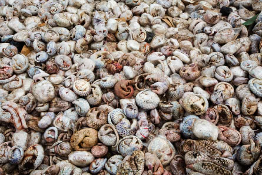 Frozen pangolins lie in a pit before being burned after a seizure in Indonesia.