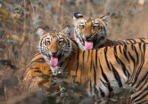 Tigres atrevidos parecem mostrar a língua para a câmera no Santuário Umred Karhandla, Maharashtra, Índia. Embora pareça um gesto cômico, na verdade é um instinto natural chamado resposta de flehmen, ele vê um animal coletando mensagens químicas enrolando a parte superior para trás lábios e inalação