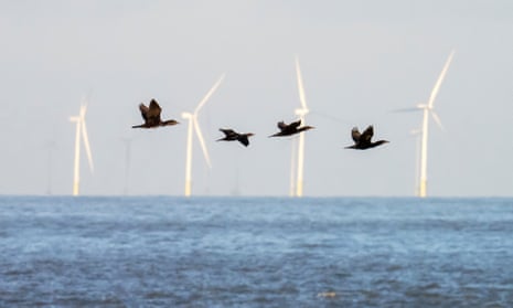 birds fly across water with windfarm in distance