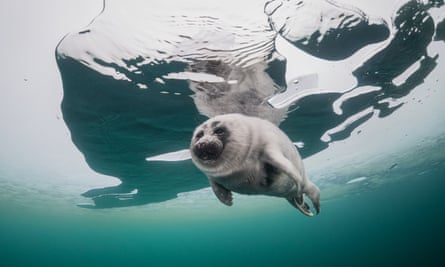 Nerpa is the local name for Baikal Seals