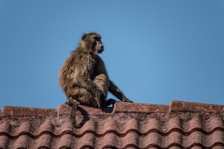‘Essa é uma batalha perdida’: incursões de babuínos causam tenso impasse entre humanos e vida selvagem na Cidade do Cabo