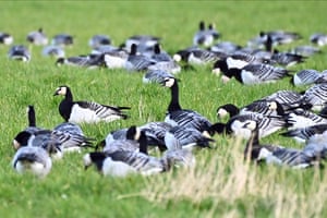 Barnacle geese at the RSPB Mersehead nature reserve