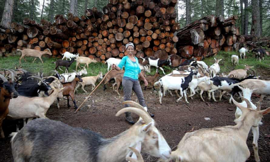 Agitu Ideo Gudeta stearted with just 15 goats, increasing the herd to 180 in just a few years.