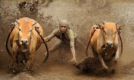 Traditional cow racing, celebrating the end of the harvest by the Minangkabau people.