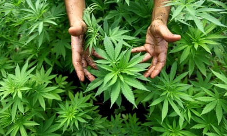 A proposed law being introduced to the NSW parliament would allow people to grow up to six marijuana plants for personal use and to carry up to 50g of cannabis.