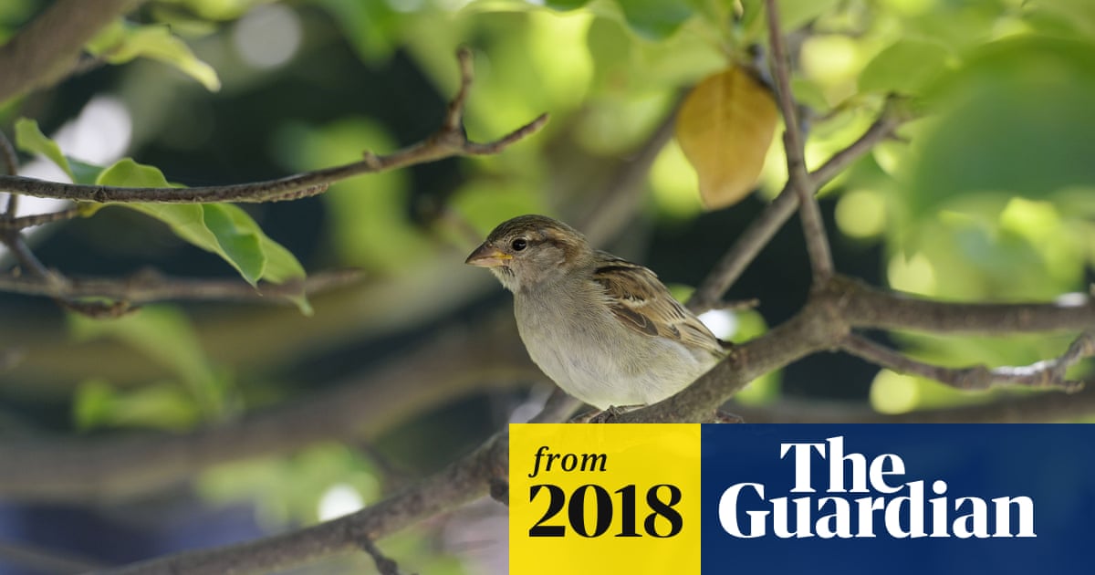 'Catastrophe' as France's bird population collapses due to pesticides