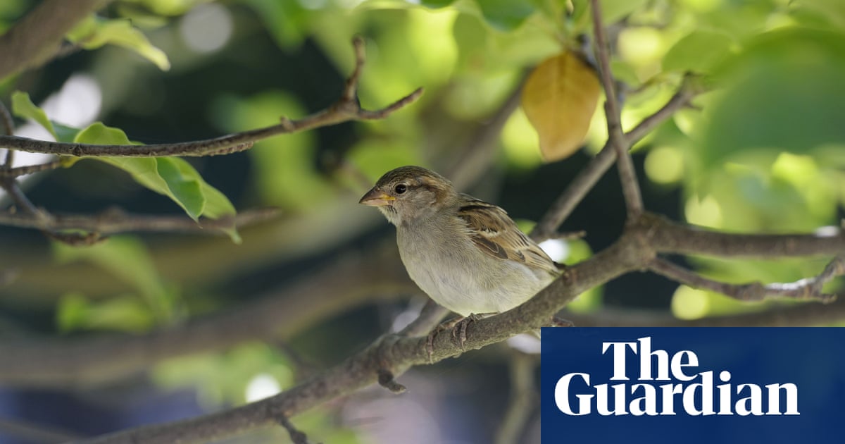 'Catastrophe' as France's bird population collapses due to pesticides | France | The Guardian