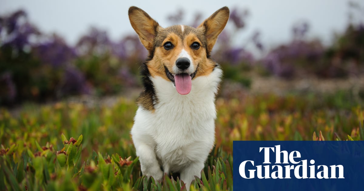 ah-the-queen-s-dog-how-the-royal-connection-brought-the-corgi-back-into-fashion