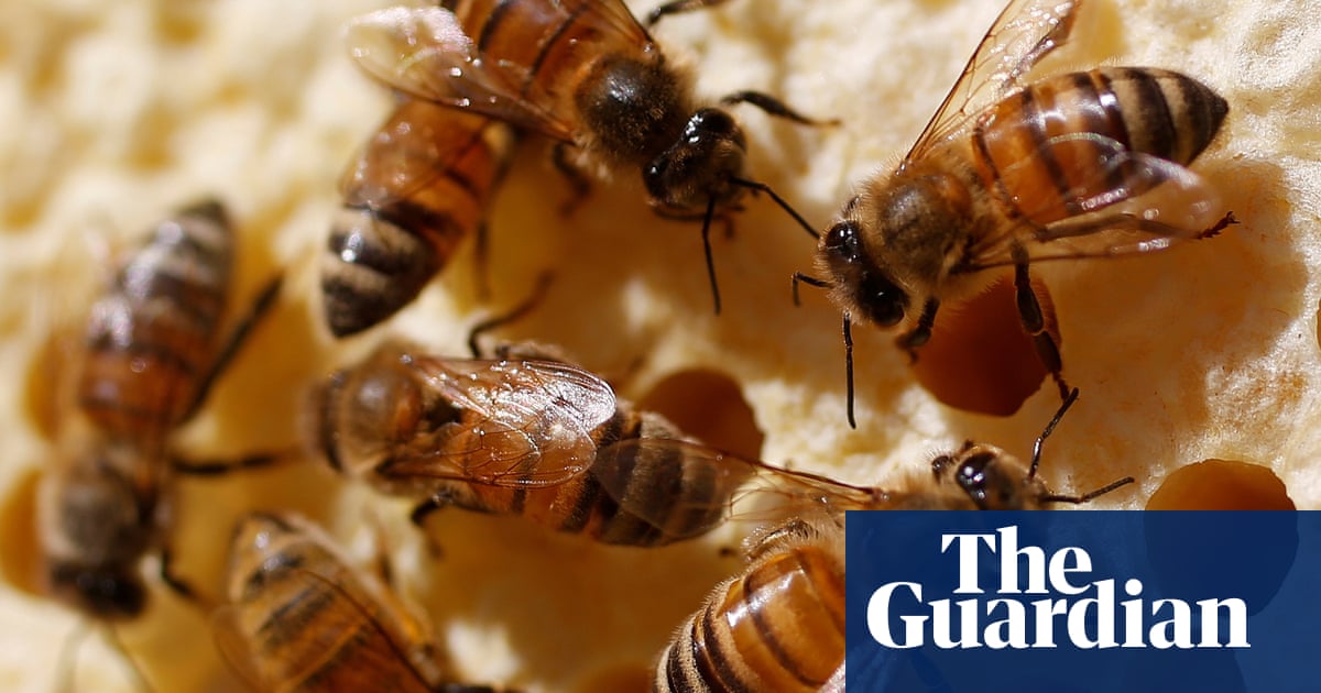 ‘Climate change is hitting us’: French beekeepers expect worst honey harvest in half a century