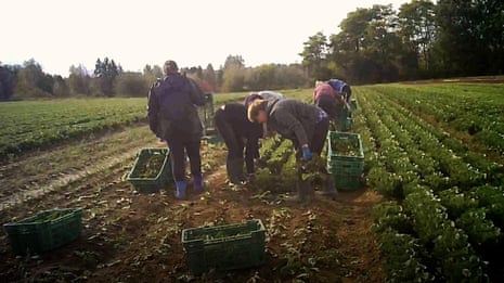 Saša Uhlová faces 'eternal exhaustion' in gruelling German vegetable farm – video