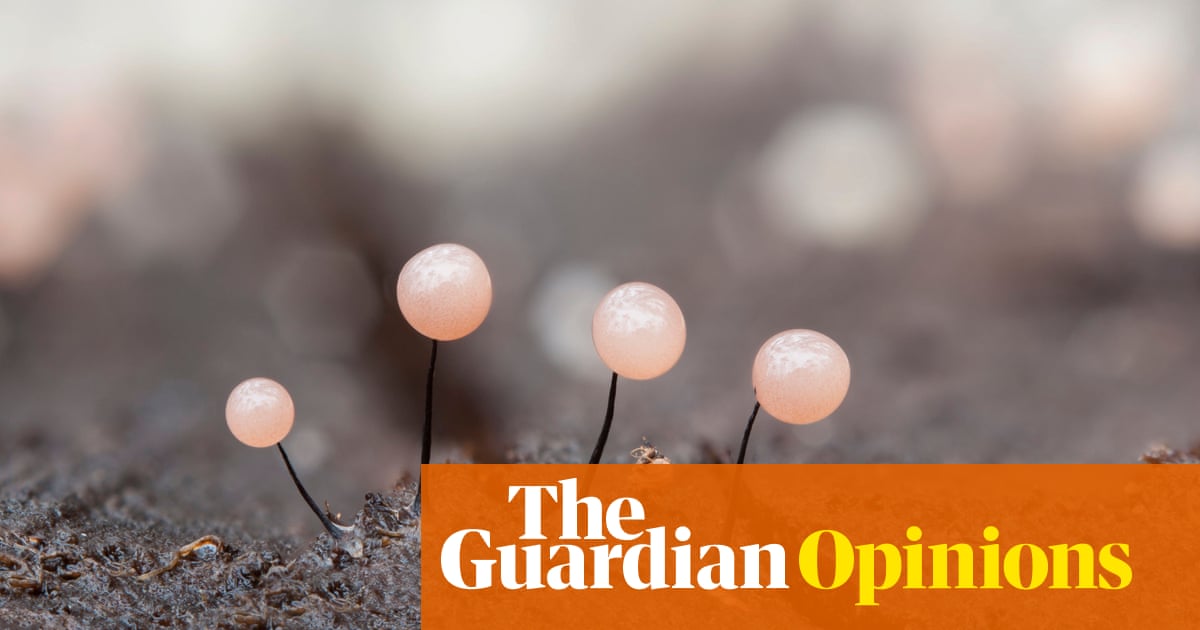 Look at the underside of a log, and you’ll find my new obsession: the beautiful, bonkers world of slime moulds | Lucy Jones Look at the underside of a log, and you’ll find my new obsession: the beautiful, bonkers world of slime moulds | Lucy Jones