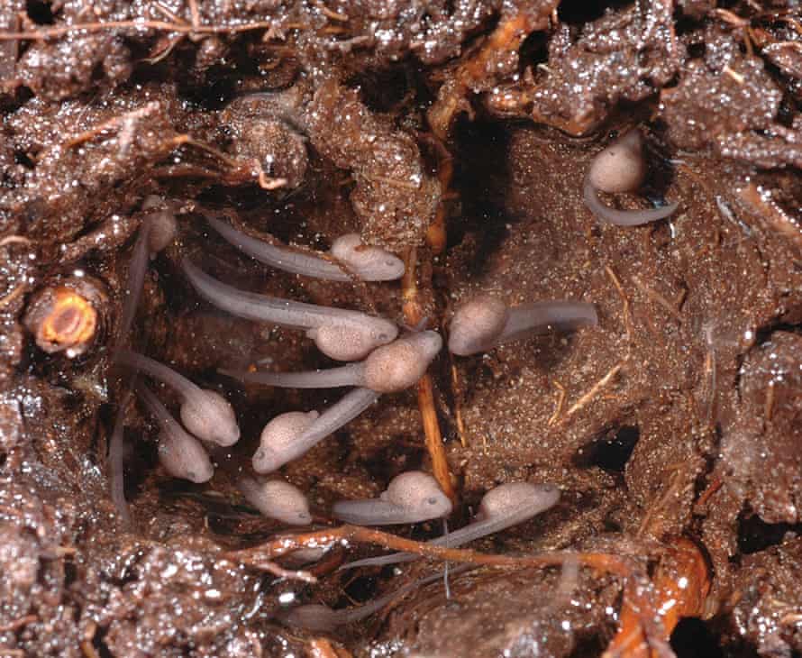 Newly hatched Anstisia rosea tadpoles