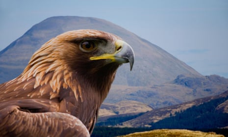 A golden eagle near Loch Frisa on the Isle of Mull in Scotland