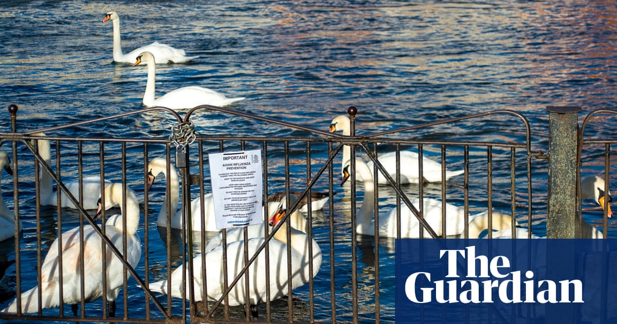Public health experts ramp up avian flu surveillance in UK