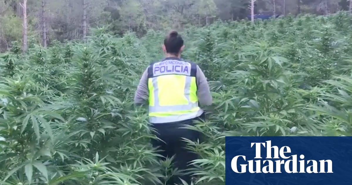Spanish police find vast cannabis plantations hidden deep in forests