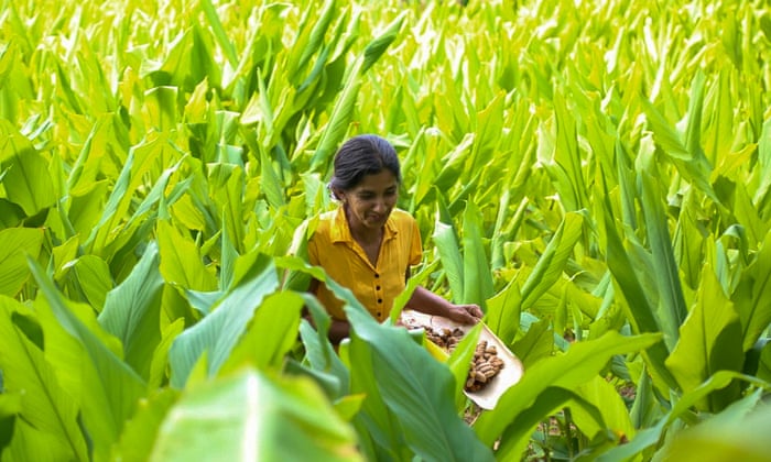 Spice Of Life How Turmeric Became The New Gold For Sri Lanka Villagers Global Development The Guardian Spice Of Life How Turmeric Became The New Gold For Sri Lanka Villagers Global Development The Guardian