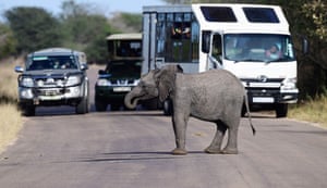 A baby elephant doing the moon walk ) This is the funny moment a A baby elephant crosses the road and causes a traffic jam at Kruger National Park, South Africa