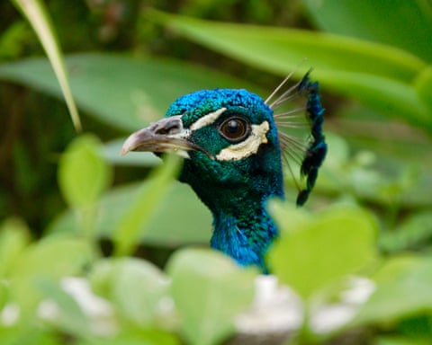 Lisbon, Portugal ‘An inquisitive peacock popped up its head to check us out as we wandered through the gorgeous botanical gardens in Belém.’