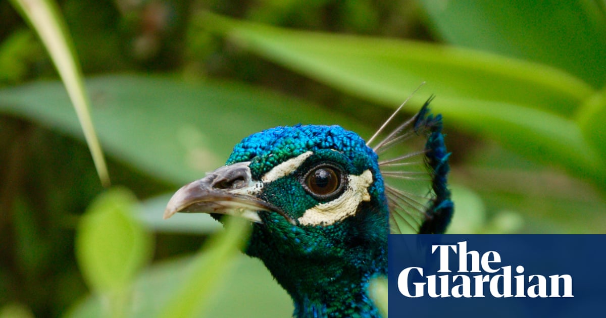 A peeping peacock and a snow moon – readers’ best photographs