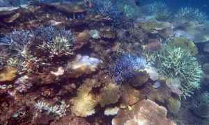 Two-thirds of the Great Barrier Reef was hit by back-to-back mass coral bleaching.
