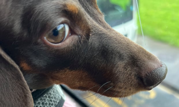 Extreme closeup of Willow, the official dog of the Guardian Thursday quiz