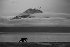 A bear walks beside a lake with a volcano shrouded in cloud in the background