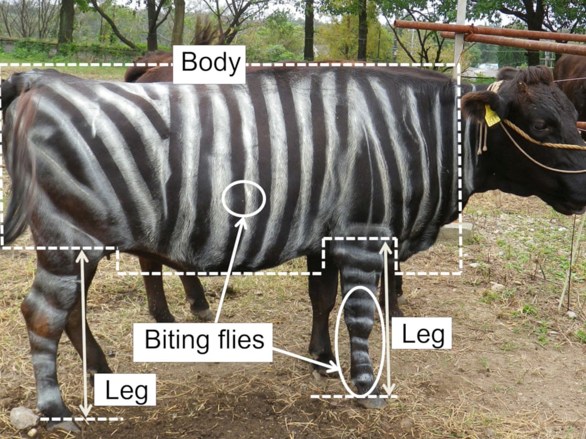 If The Shoo Fits Cows Painted With Zebra Stripes Keep Flies In